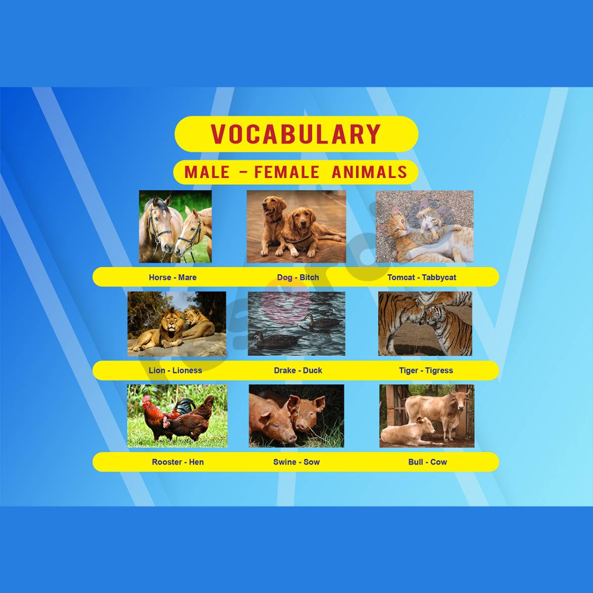 Vocabulary Male Female Animals Template 01