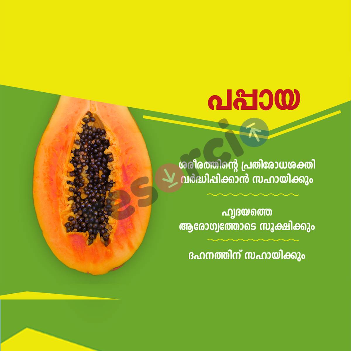 Pappaya 04