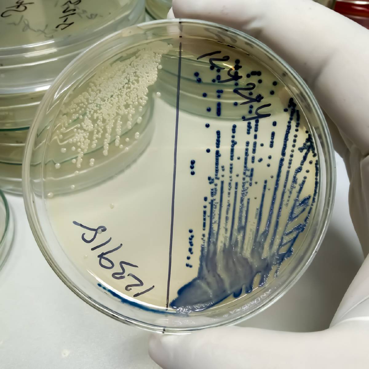 Factors Affecting the Growth of Microorganisms