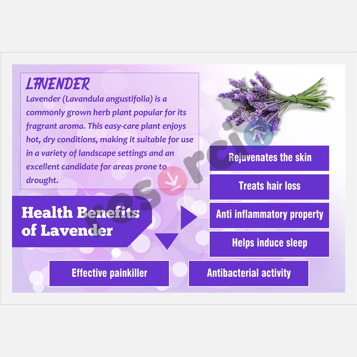 Health Benefits of Herbal Plants 13