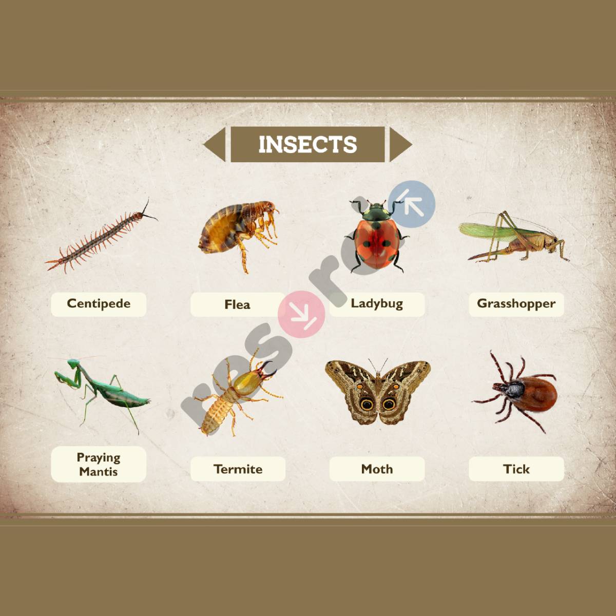 Insects - 02
