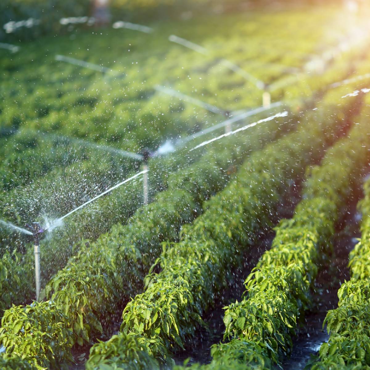 Advantages of Irrigation