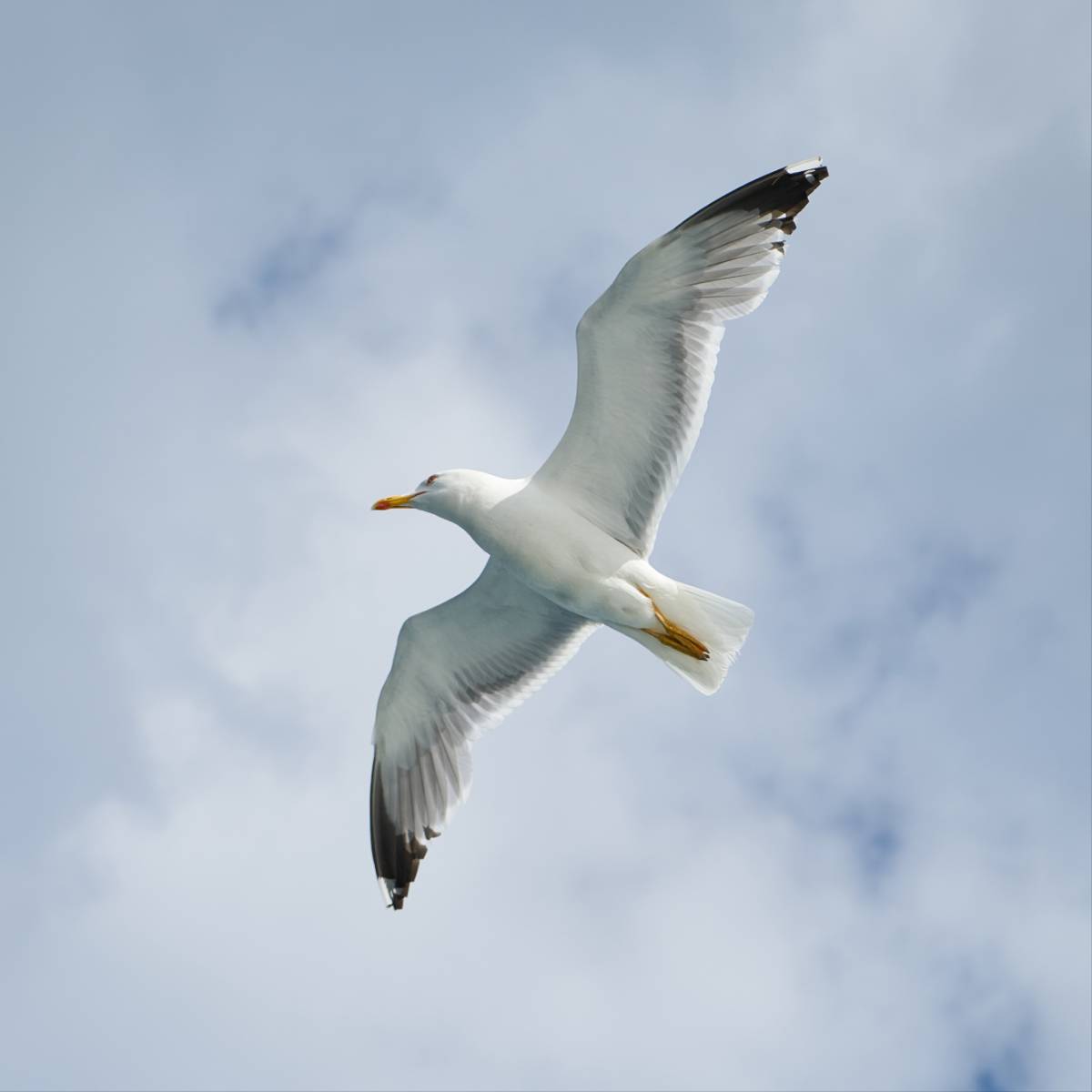 English Prose Unit 1 His First Flight English Prose Unit 1 His First Flight