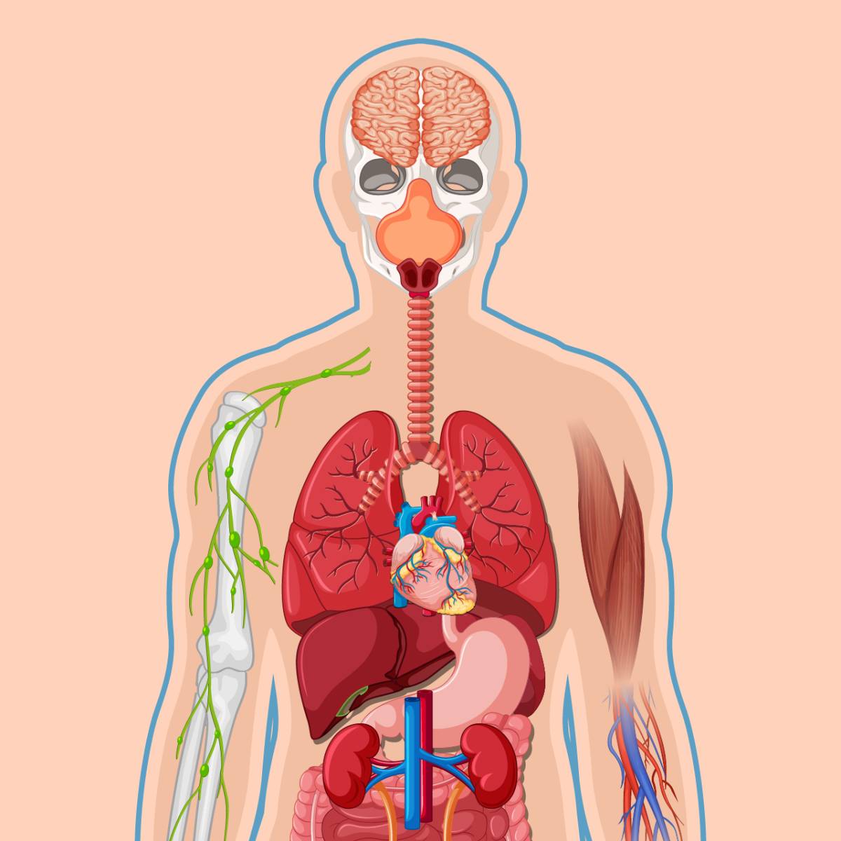 Science Chapter 10 Respiration in Organisms Part 2