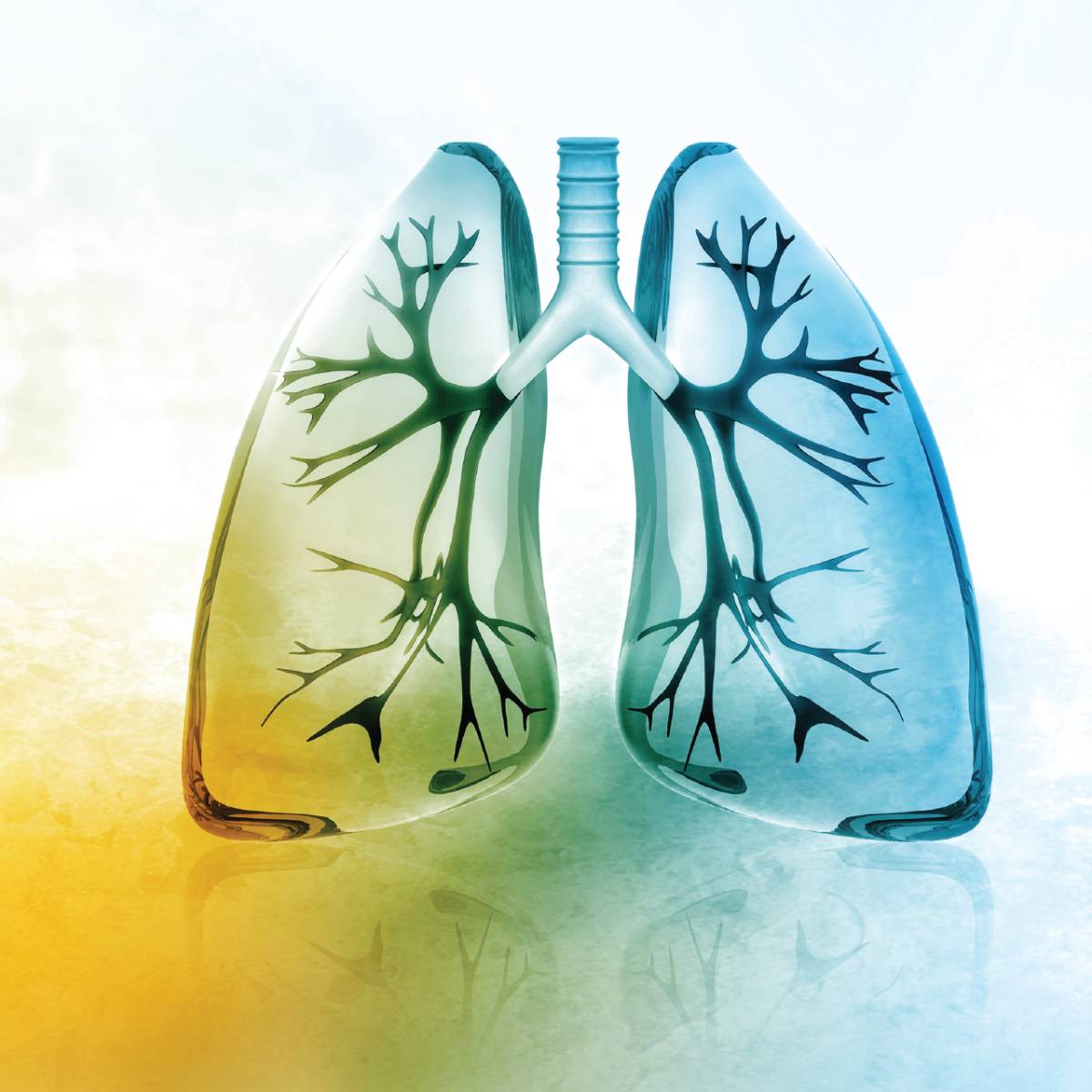 Respiratory System Part 1