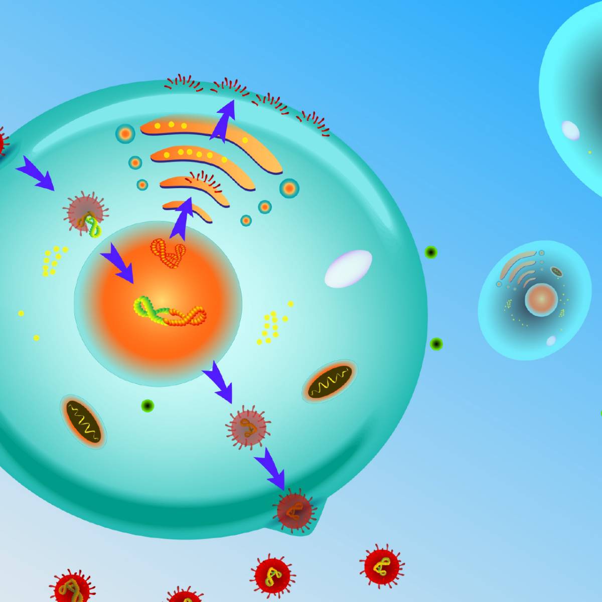 Cell (biology) visual data 4