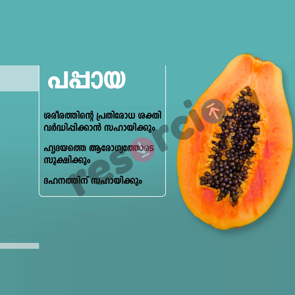 Pappaya - 03